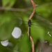 Gynacantha basiguttata - Photo (c) zicky, alguns direitos reservados (CC BY-NC), uploaded by zicky