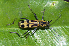Chlorophorus annularis