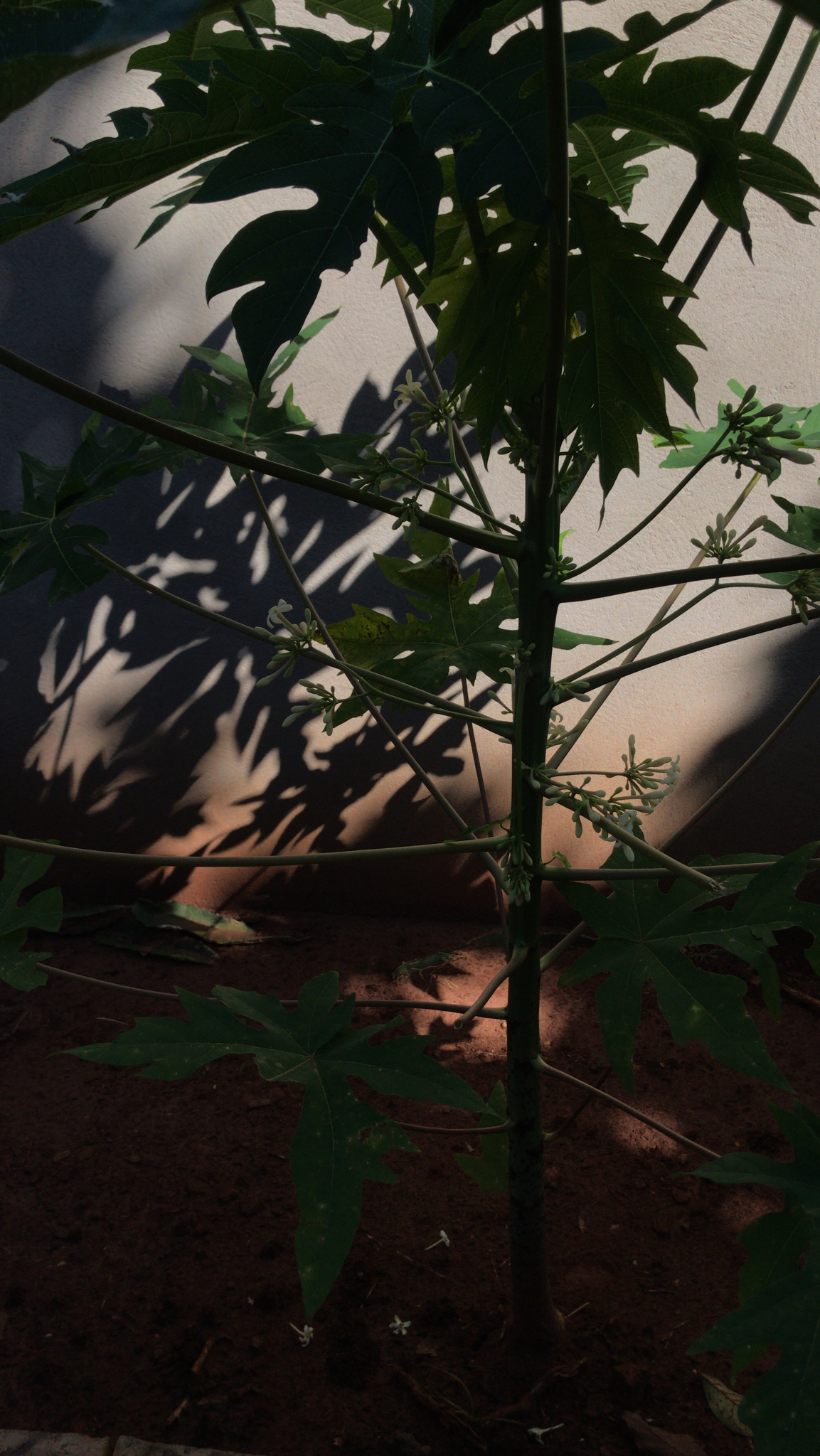 Carica papaya