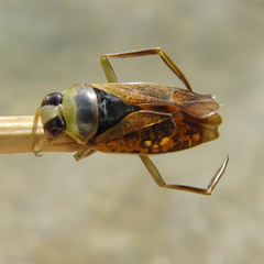Notonecta maculata