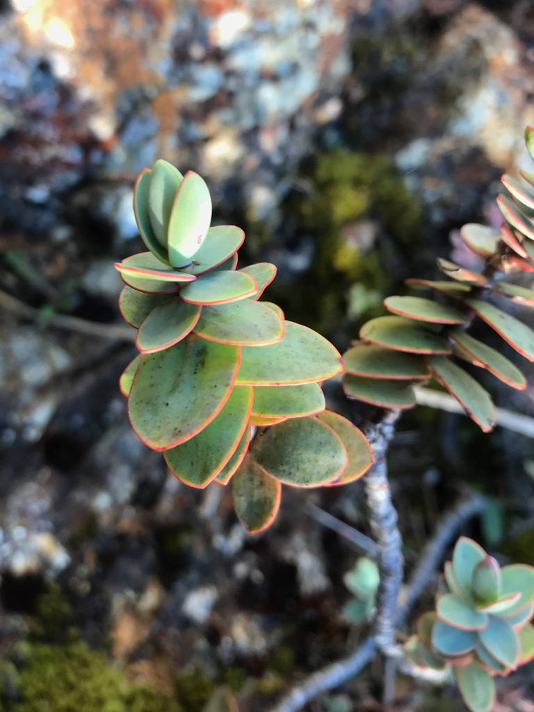 Veronica amplexicaulis; photograph Pieter Pelser, CC BY, iNaturalist via GBIF