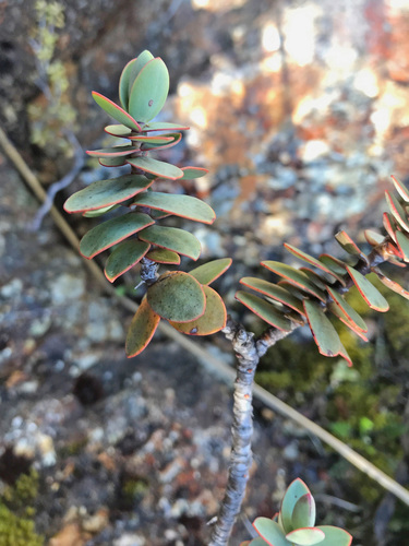 Veronica amplexicaulis, photograph 1