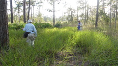 Schizachyrium stoloniferum