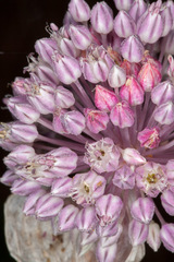 Allium ampeloprasum