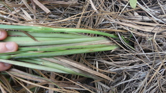 Schizachyrium stoloniferum