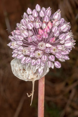 Allium ampeloprasum