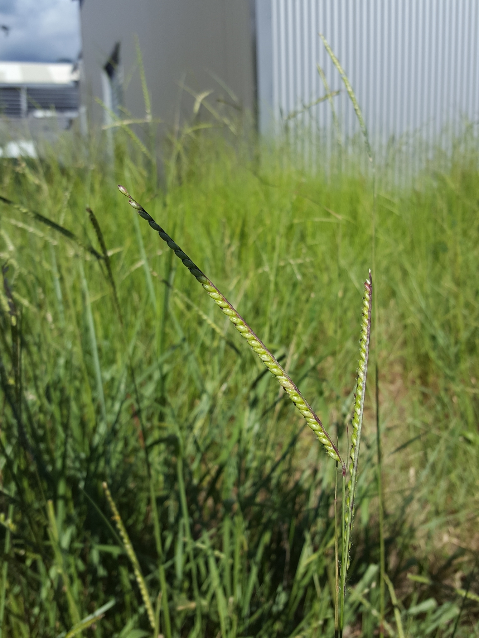 (c) François Rousseu, certains droits réservés (CC BY-NC) https://www.inaturalist.org/observations/158081265