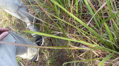 Schizachyrium stoloniferum