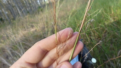 Schizachyrium stoloniferum
