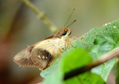 Calpodes esperi