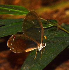 Haetera piera