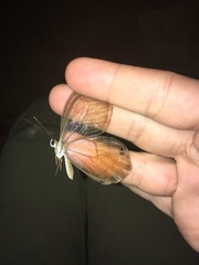 Haetera piera