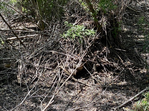 iNaturalist observation photo of Woodrats
