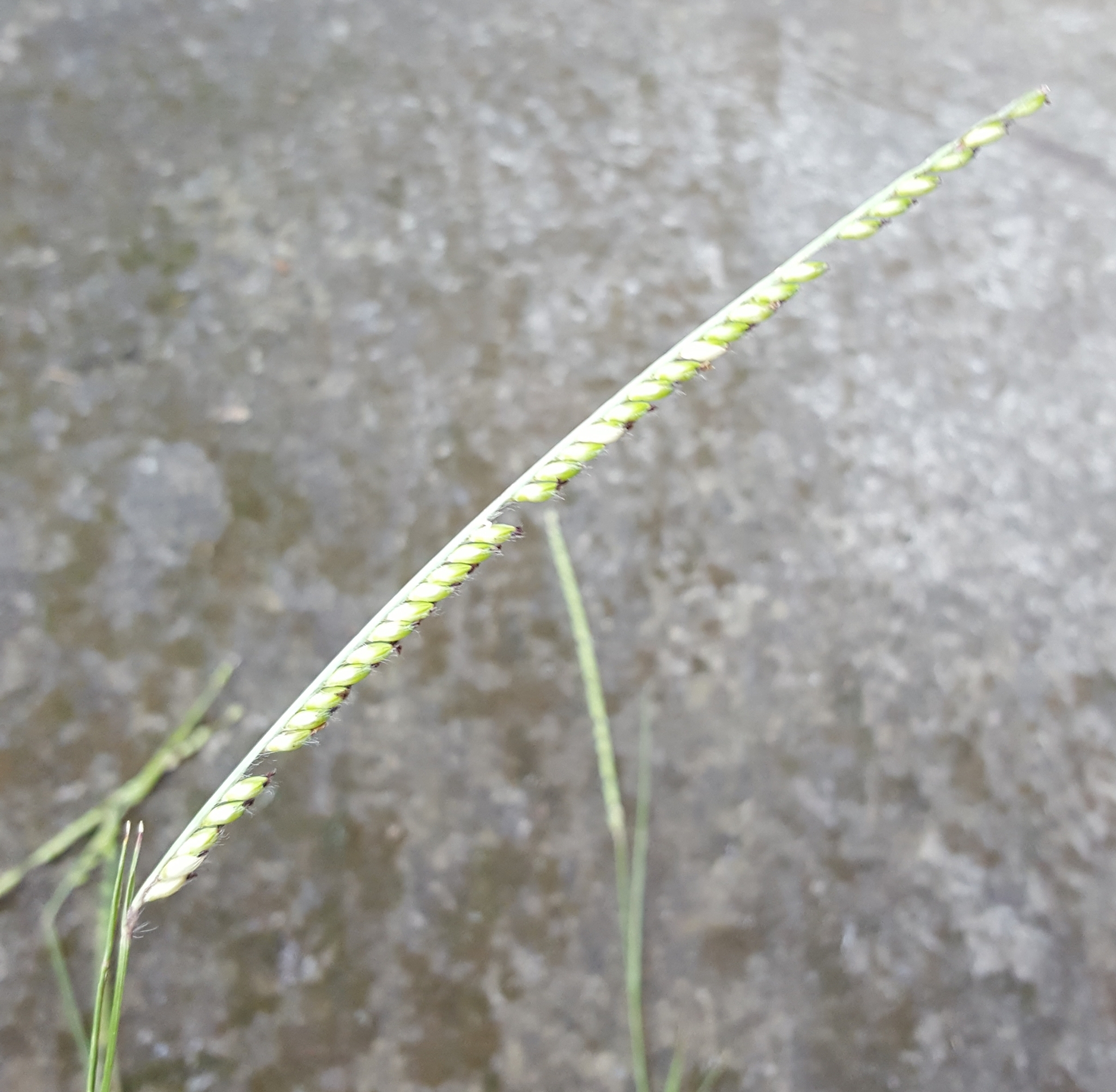 (c) François Rousseu, certains droits réservés (CC BY-NC) https://www.inaturalist.org/observations/158081265
