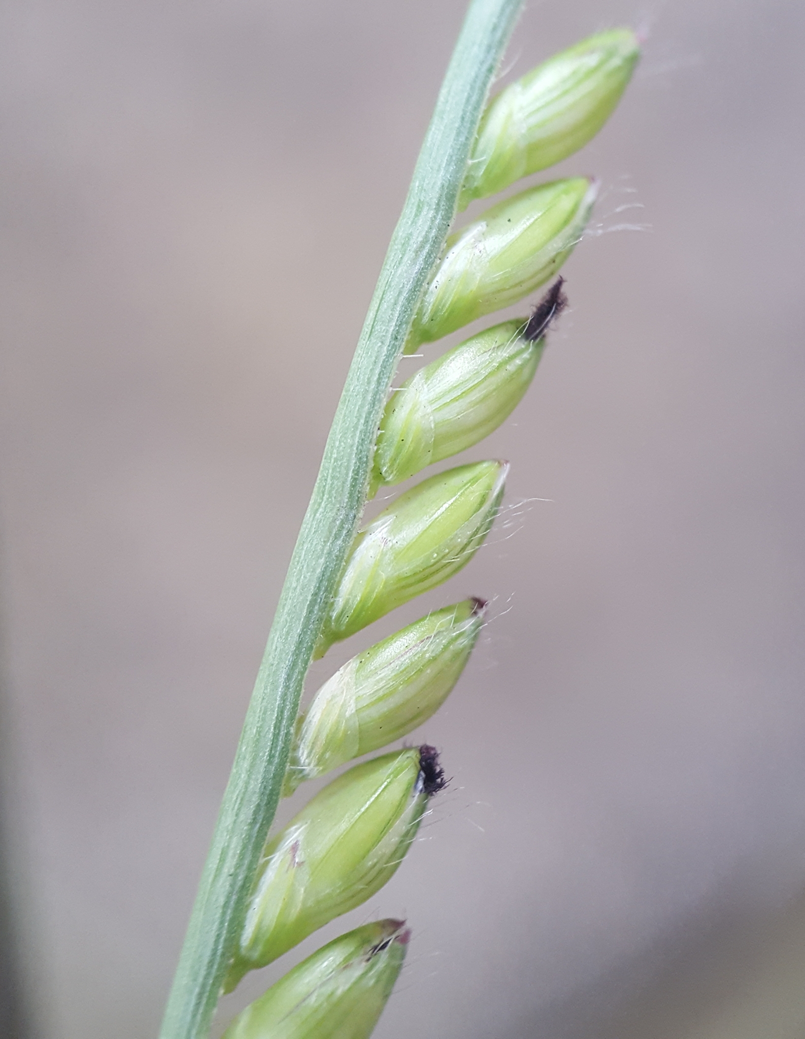 (c) François Rousseu, certains droits réservés (CC BY-NC) https://www.inaturalist.org/observations/158081265