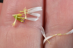 Brachyscome sinclairii