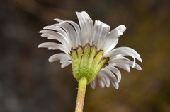 Brachyscome sinclairii