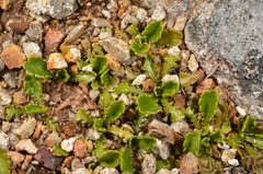 Brachyscome sinclairii