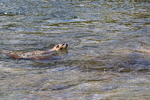 North American River Otter photographed in Wyoming