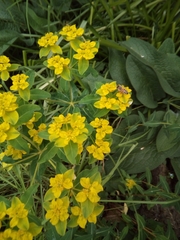 Helioscopia