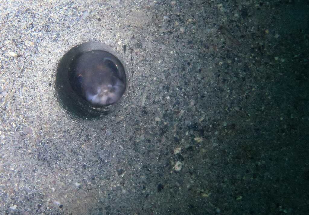 Conger eel (Paraconger caudilimbatus) — Congridae