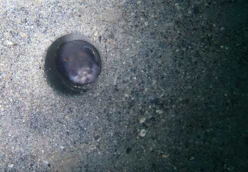 Conger eel (Paraconger caudilimbatus) — Congridae