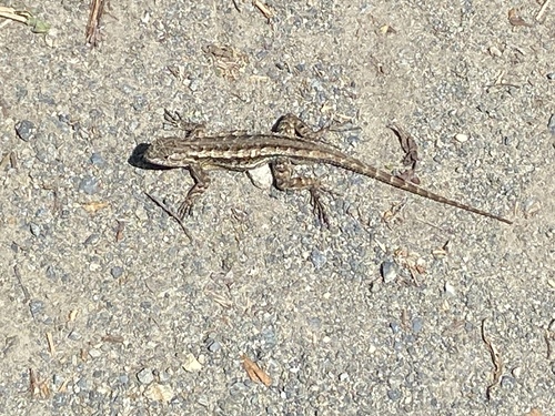 iNaturalist observation photo of Western Fence Lizard