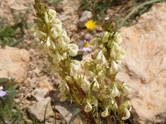Pedicularis contorta