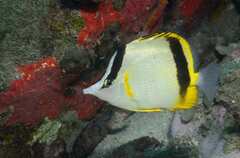 French Butterflyfish photo 1