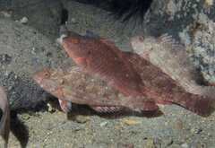 West-African Parrotfish photo 4