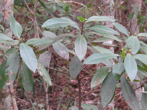 Lauraceae image