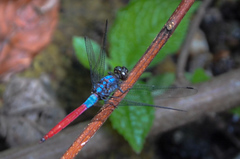 Orthetrum schneideri