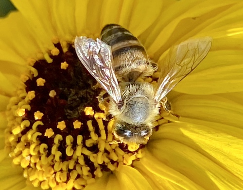 iNaturalist observation photo of Western Honey Bee