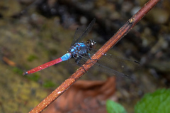 Orthetrum schneideri