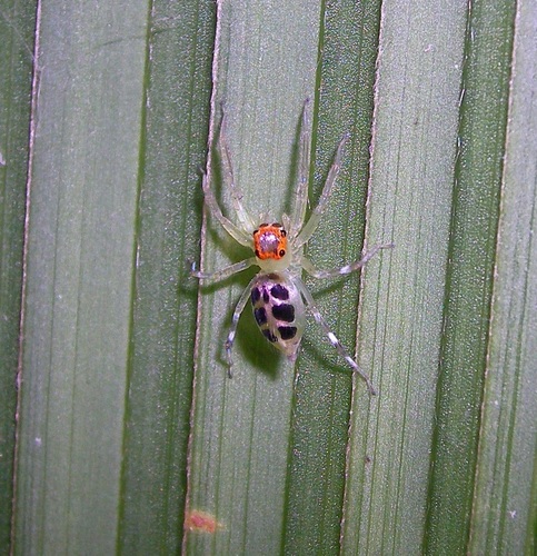Jumping Spiders