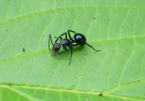 Myrma