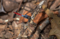 Orthetrum schneideri