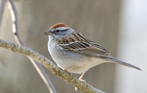 Spizella passerina
