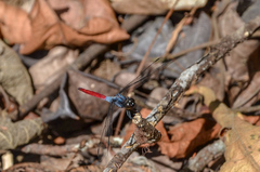 Orthetrum schneideri