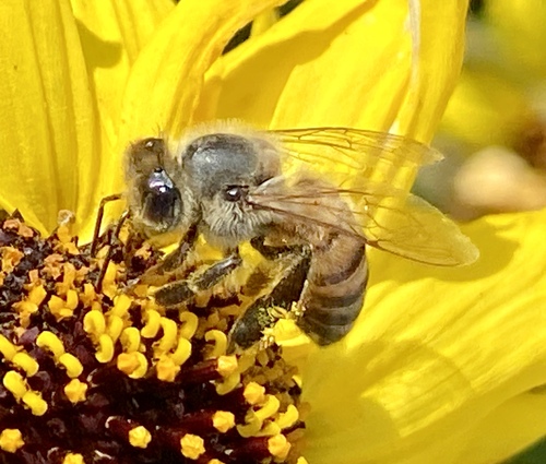 iNaturalist observation photo of Western Honey Bee