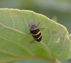 Prosapia simulans