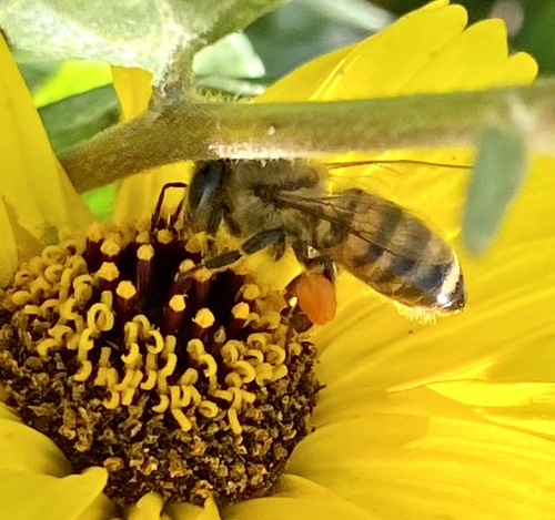 iNaturalist observation photo of Western Honey Bee