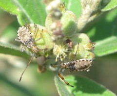 Hypselonotus punctiventris