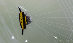 Gasteracantha parangdiadesmia