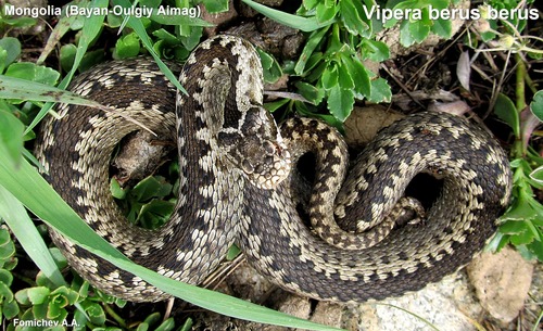 Adder photographed in Mongolia
