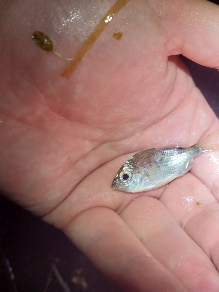 Gewone zilvermojarra (Gerres subfasciatus) — Gerreidae