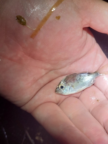 Common silver belly (Gerres subfasciatus) — Gerreidae