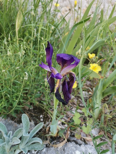 Image of Iris bicapitata by (c) Ljaž, some rights reserved (CC BY)