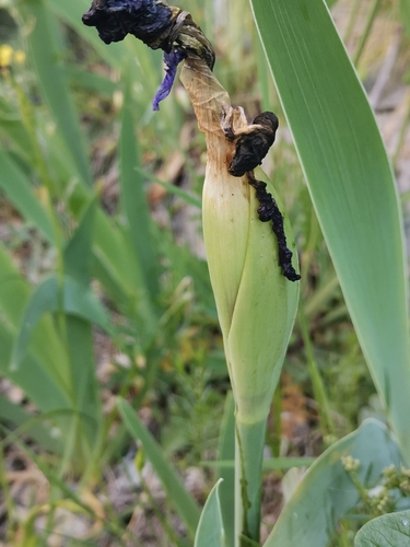 Iris bicapitata, photograph 6