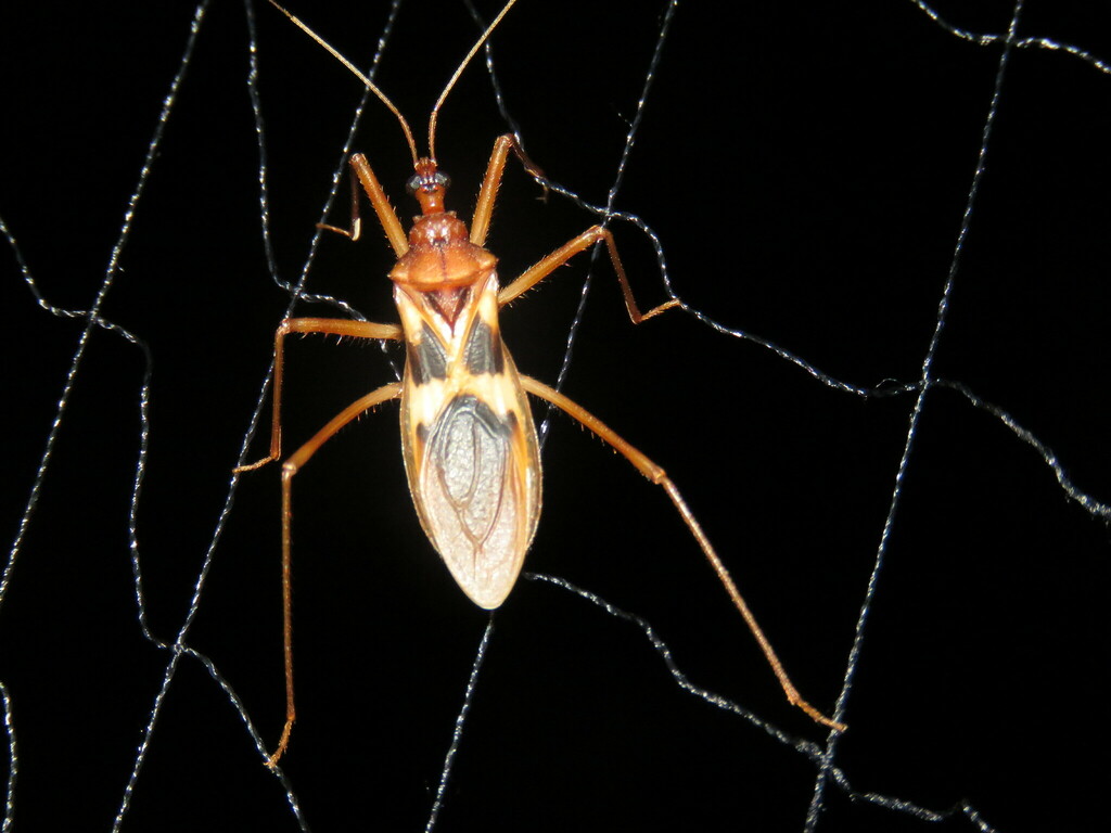 Zeluroides mexicanus